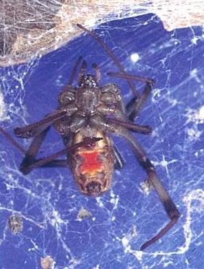ハイイロゴケグモの腹面（メス）の写真