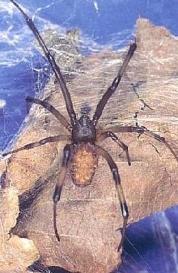 ハイイロゴケグモの背面（メス）の写真