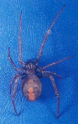 セアカゴケグモの背面（メス）の写真