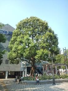 写真　西葛西駅前広場のクスノキ