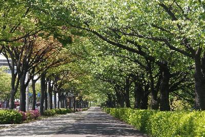 新緑の左近通り　ケヤキとサクラのトンネル