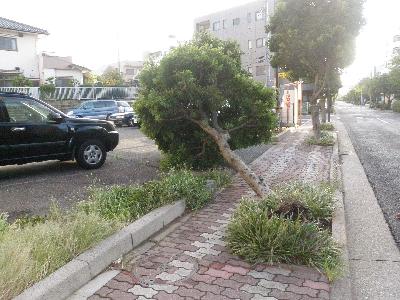 台風による倒木