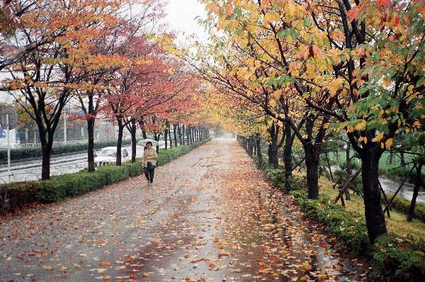 写真　左近通りの落ち葉