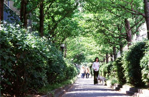 写真　緑道のイチョウ