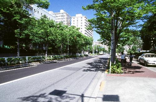 写真　清新町ケヤキ並木