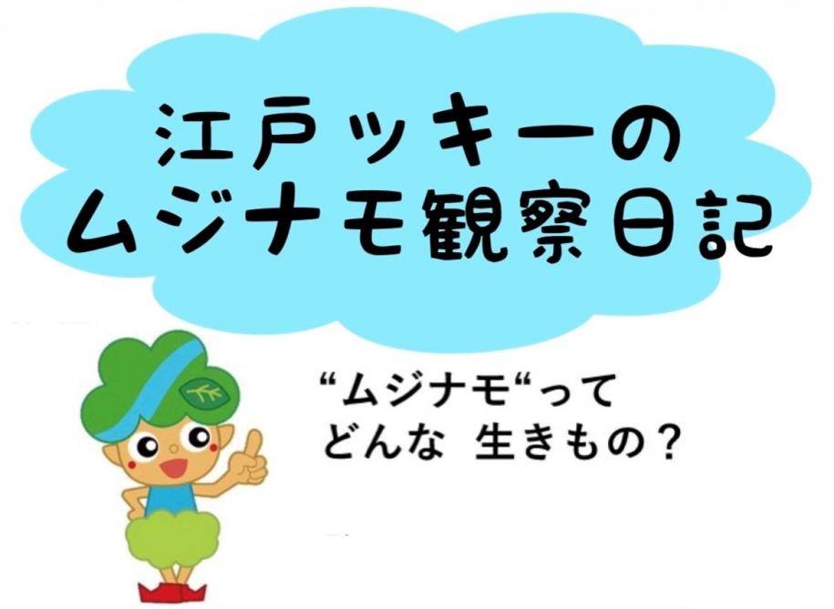 江戸ッキーのムジナモ観察日記