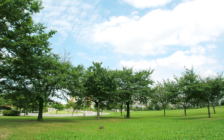 写真　大島小松川公園