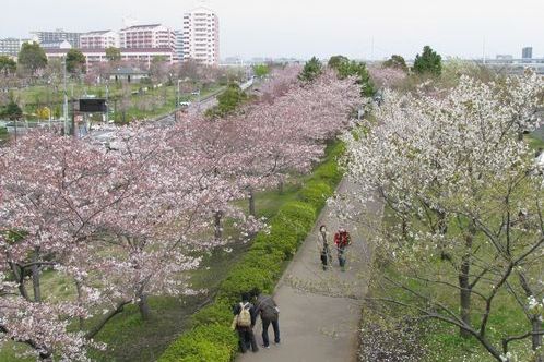 写真：小松川千本桜