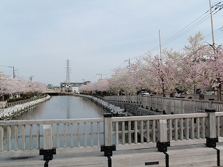 小江戸橋から見た桜開花の様子写真