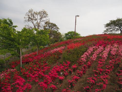 写真：なぎさ公園の展望の丘