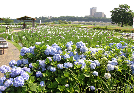 アジサイ 江戸川区ホームページ