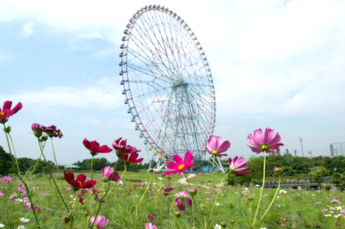 画像：葛西臨海公園のコスモス