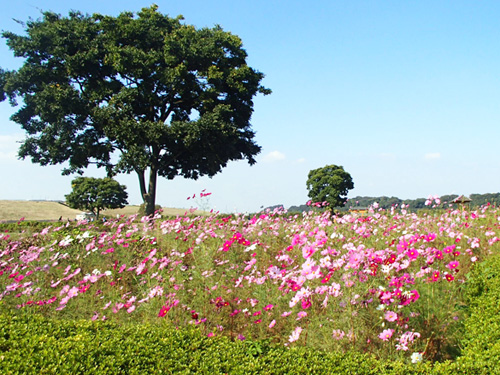 画像：小岩菖蒲園のコスモス