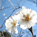十月桜のページ