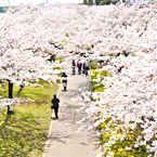 小松川千本桜まつりのページ