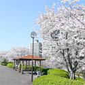 区内の桜の名所を紹介するページ