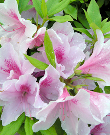 写真 区の花 ツツジ